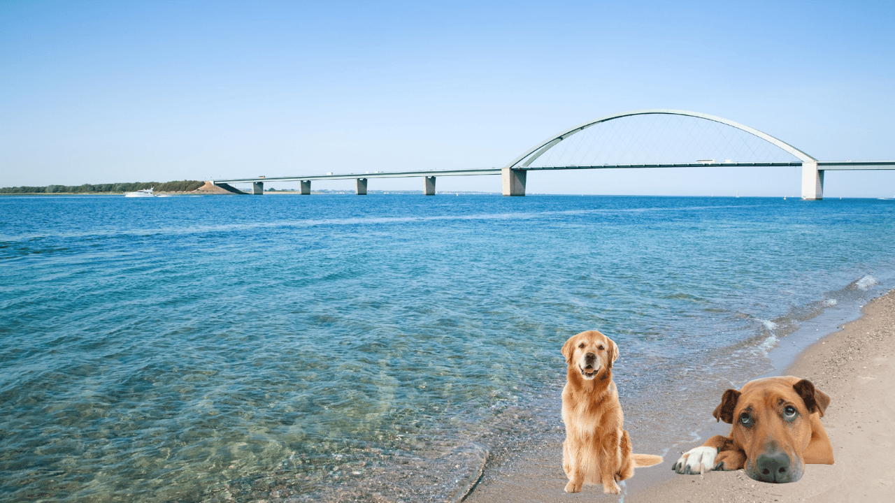 Fehmarn Camping mit Hund