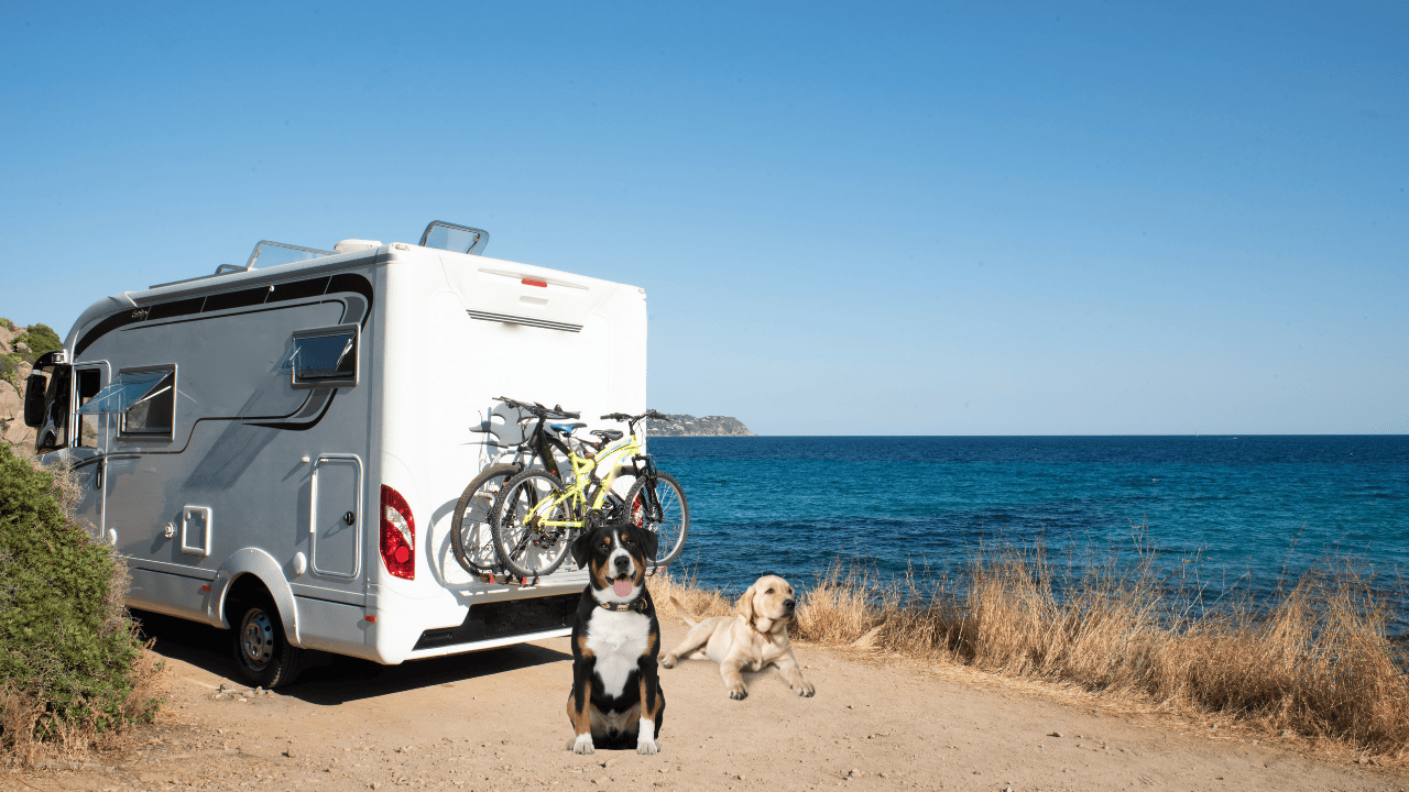 Camping am Meer mit Hund Deutschland – Top Plätze & Tipps 🐾⛺🌊