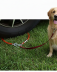Dogsafer rot